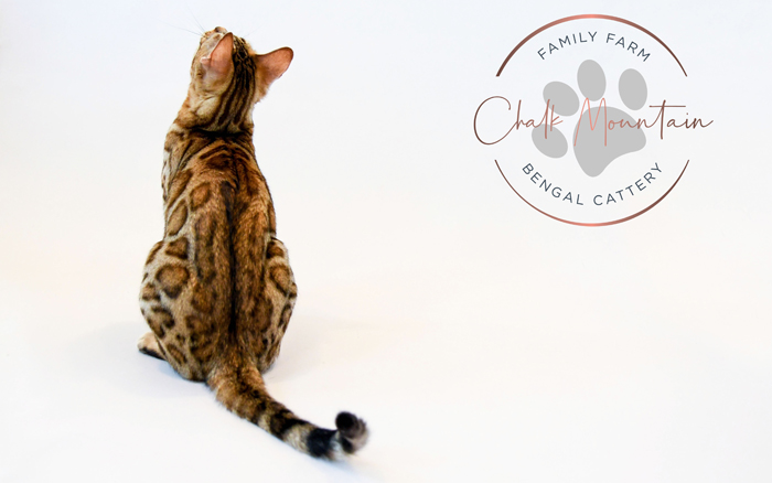 beautiful bengal kitten texas